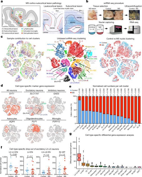 Neuronal vulnerability and multilineage diversity in multiple sclerosis |  Nature