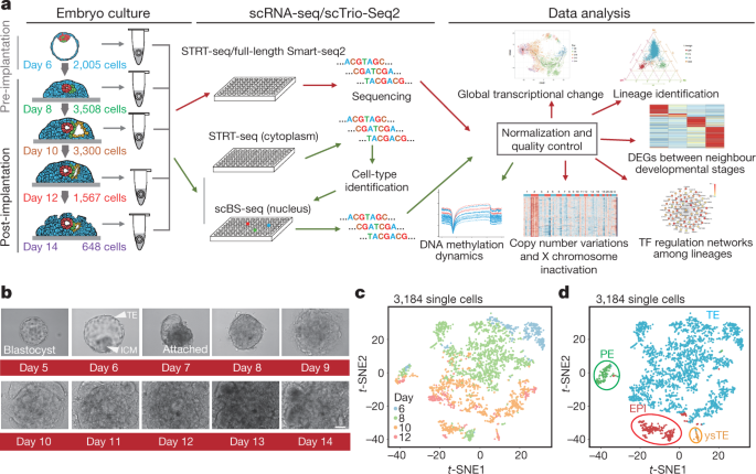 Calgary Designer Launches New Line Of Scrubs For Healthcare Workers Avenue Calgary