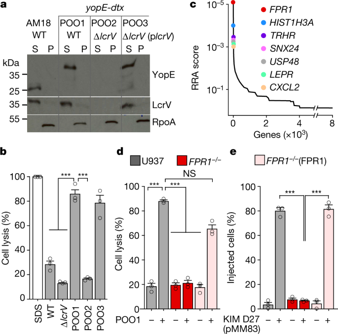 FPR1 is the plague receptor on host immune cells