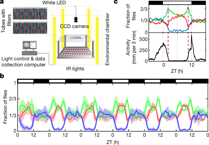 Daytime colour preference in Drosophila depends on the circadian clock and TRP channels