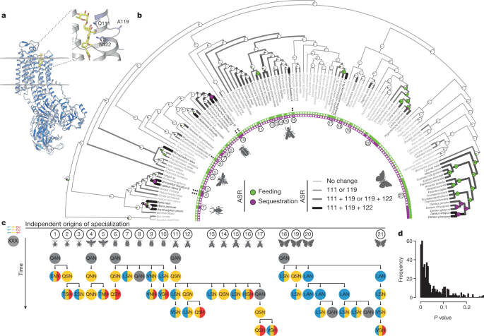 genome editing retraces the evolution