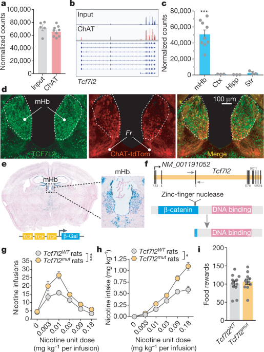 Habenular TCF7L2 links nicotine addiction to diabetes