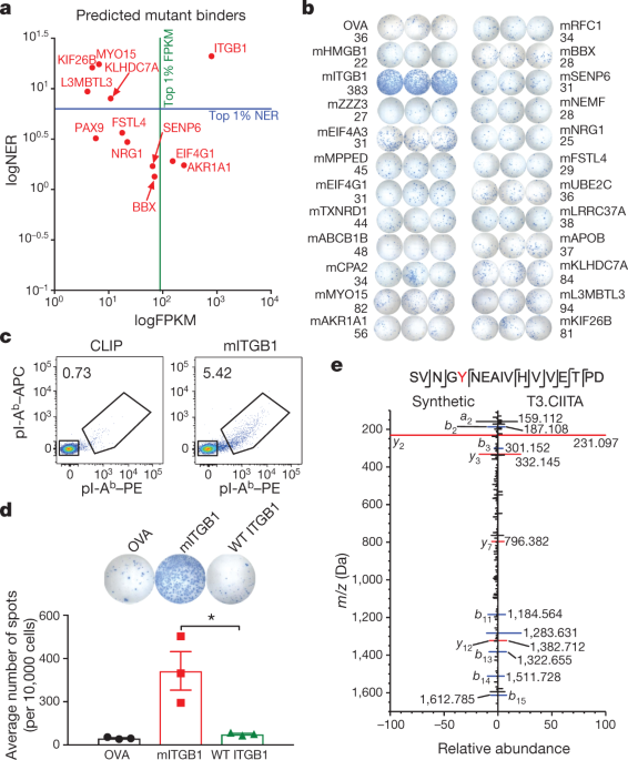 Mhc-ii neoantigens shape tumour immunity and response to immunotherapy