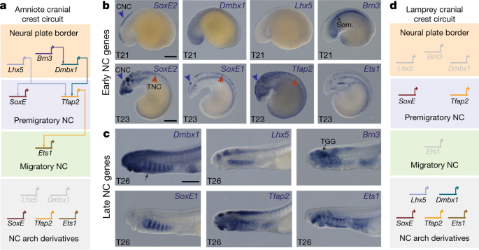 Evolution Of The New Head By Gradual Acquisition Of Neural Crest Regulatory Circuits Nature