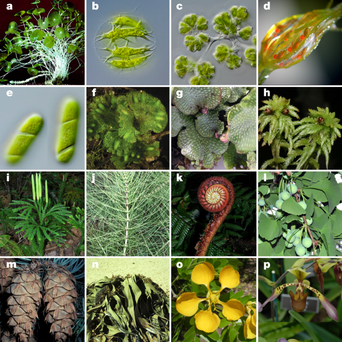 Terrestrial Plants Chart