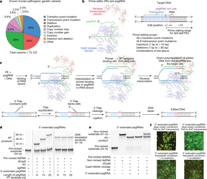 Search And Replace Genome Editing Without Double Strand Breaks Or Donor Dna Nature