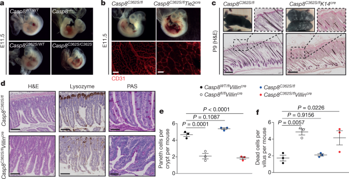 Caspase 8 Is The Molecular Switch For Apoptosis Necroptosis And Pyroptosis Nature