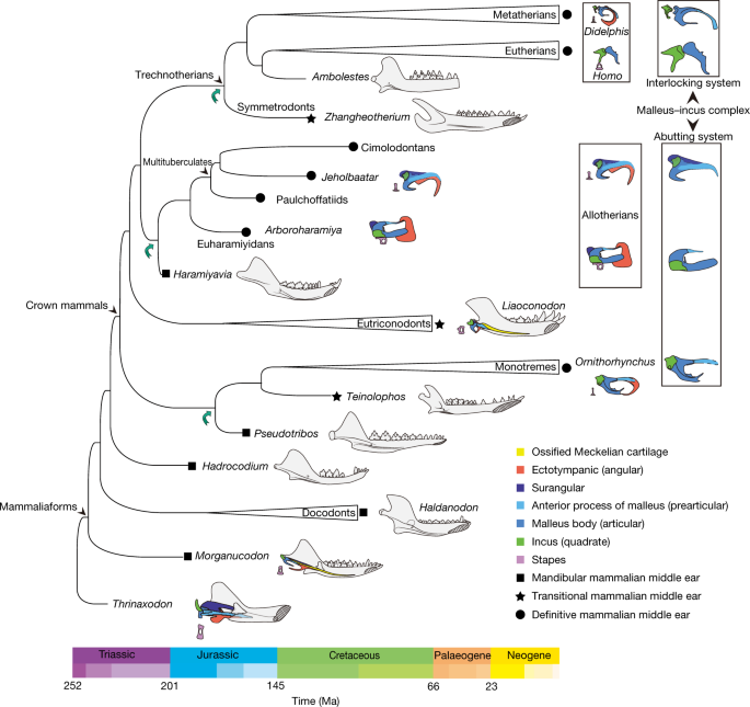 Phylogeny of mammaliaforms (simplified after ref. 18) mapping