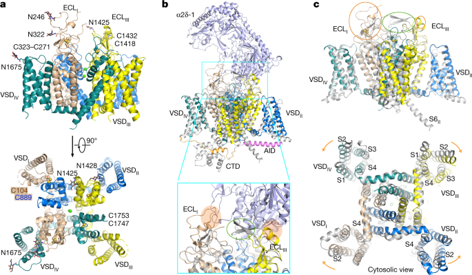 Cryo-EM structures of apo and antagonist-bound human Cav3.1 | Nature