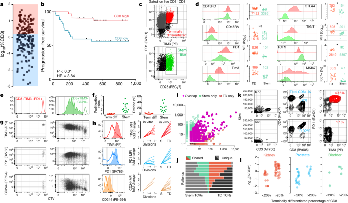 An intra-tumoral niche maintains and differentiates stem-like CD8 T cells