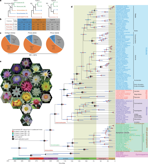 pics Through The Lily Pad Google Background the water lily genome and the early