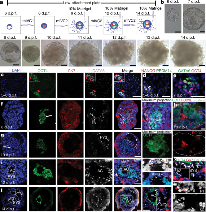 A Developmental Landscape Of 3d Cultured Human Pre Gastrulation Embryos Nature