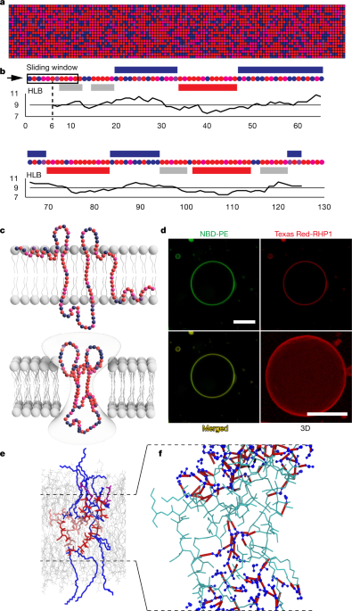 Single-chain heteropolymers transport protons selectively and rapidly