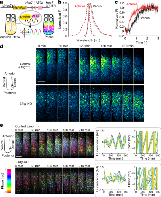 Coupling delay controls synchronized oscillation in the segmentation clock