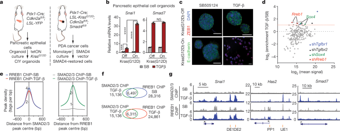 TGF-β orchestrates fibrogenic and developmental EMTs via the RAS effector RREB1