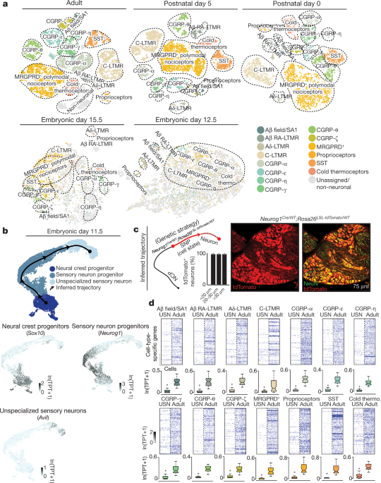 The emergence of transcriptional identity in somatosensory neurons
