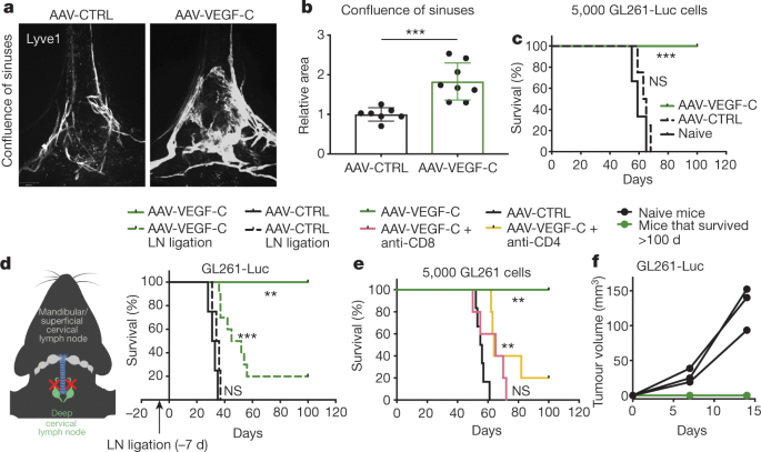 Vegf C Driven Lymphatic Drainage Enables Immunosurveillance Of Brain Tumours Nature