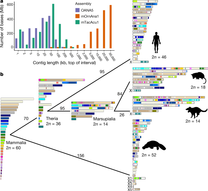 Platypus And Echidna Genomes Reveal Mammalian Biology And Evolution Nature