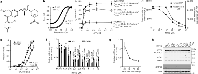 human mitochondrial dna transcription