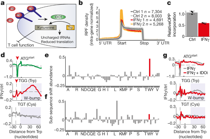 Anti-tumour immunity induces aberrant peptide presentation in melanoma