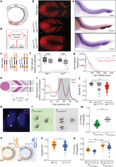Pairing Of Segmentation Clock Genes Drives Robust Pattern Formation Nature