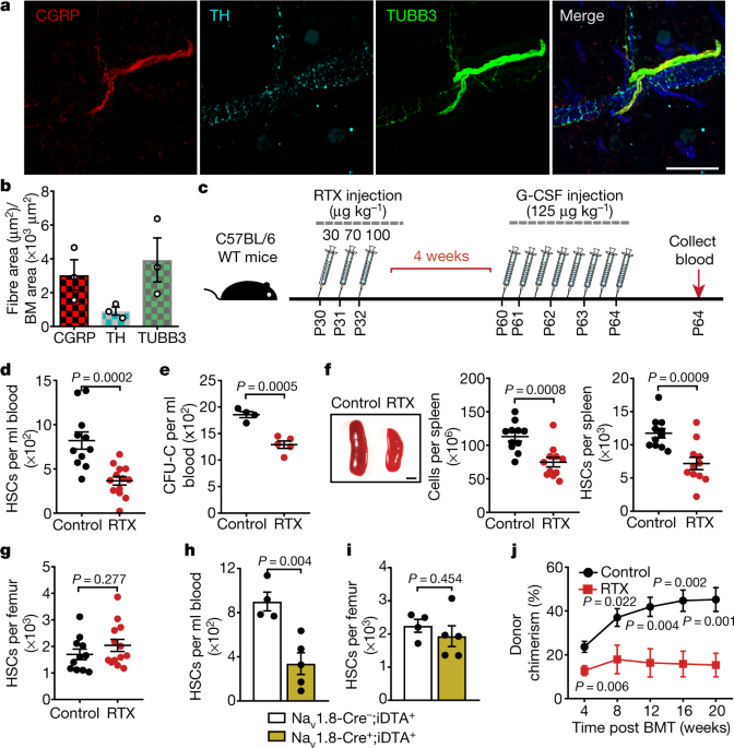 Nociceptive nerves regulate haematopoietic stem cell mobilization