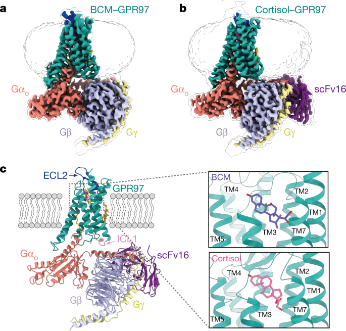 Structures Of The Glucocorticoid Bound Adhesion Receptor Gpr97 G O Complex Nature