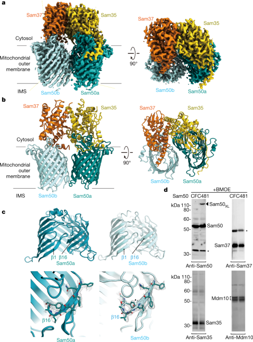 Mitochondrial Sorting And Assembly Machinery Operates By B Barrel Switching Nature