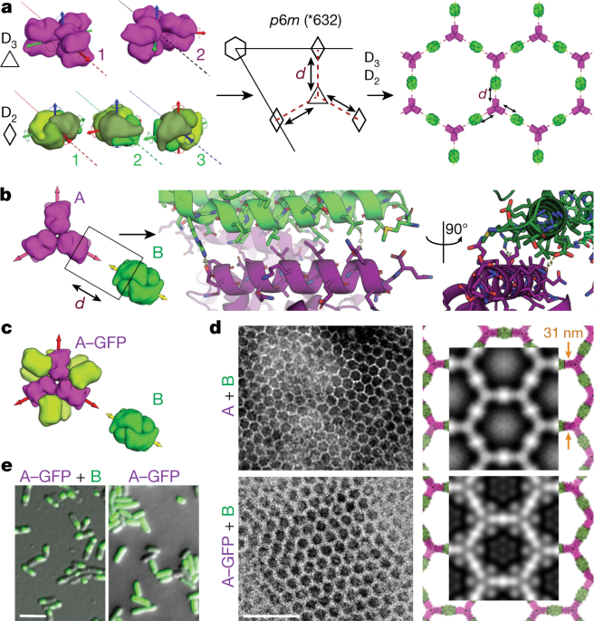 Design Of Biologically Active Binary Protein 2d Materials Nature