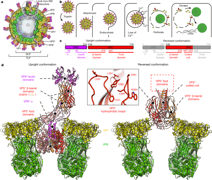 Functional Refolding Of The Penetration Protein On A Non-Enveloped Virus |  Nature Functional Refolding Of The Penetration Protein On A Non-Enveloped Virus |  Nature