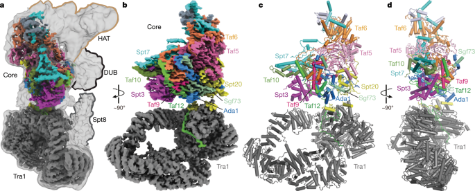 Structure of the transcription coactivator SAGA | Nature