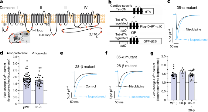 Mechanism Of Adrenergic Ca V 1 2 Stimulation Revealed By Proximity