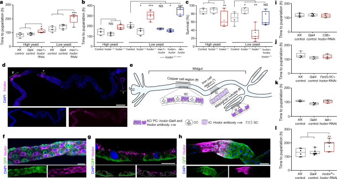 An intestinal zinc sensor regulates food intake and developmental growth