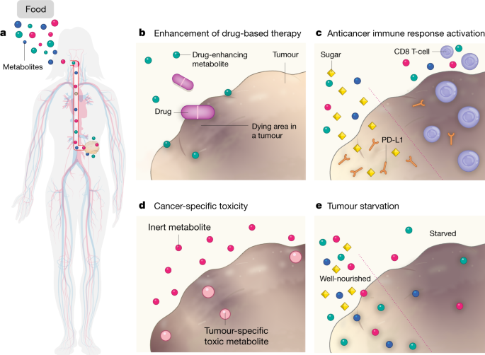 Dietary change starves cancer cells, overcoming treatment