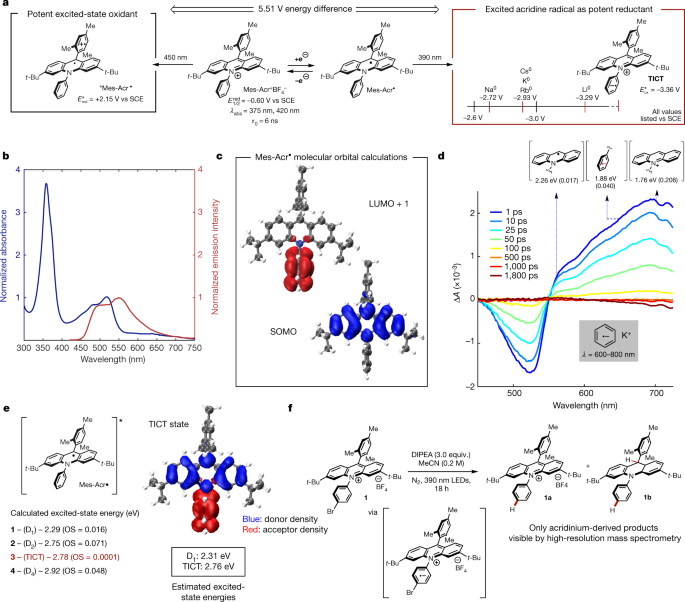 Discovery and characterization of an acridine radical photoreductant