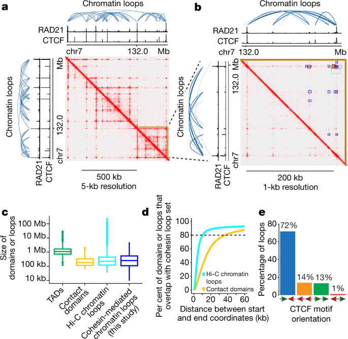 Landscape of cohesin-mediated chromatin loops in the human genome | Nature
