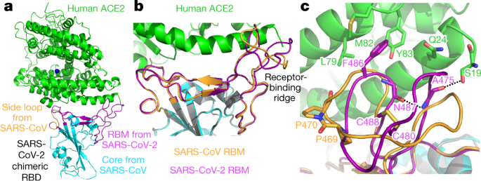 Structural basis of receptor recognition by SARS-CoV-2 | Nature