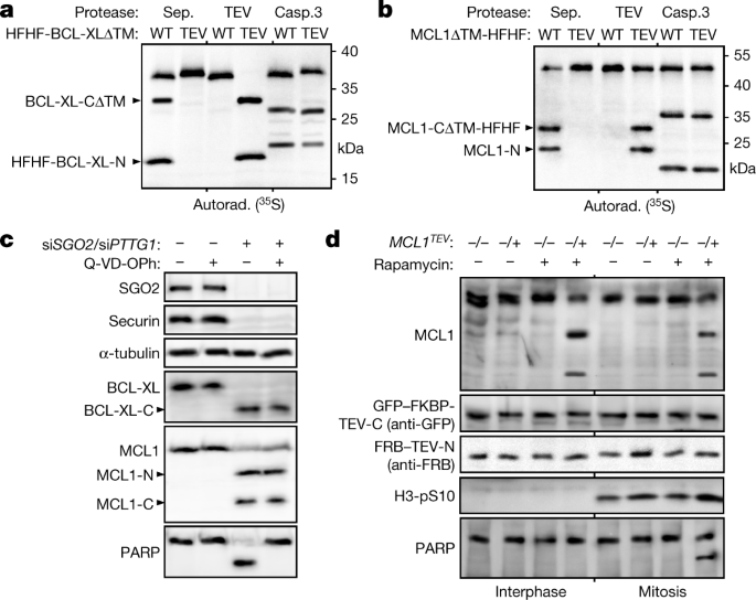 Separase Triggered Apoptosis Enforces Minimal Length Of Mitosis Nature