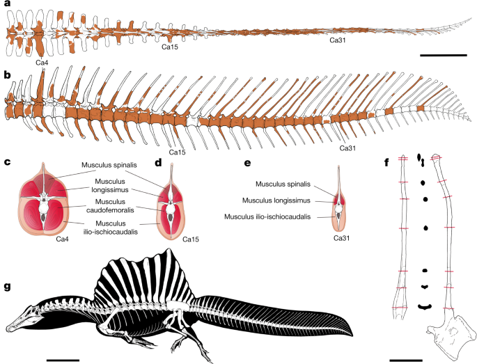 Tail-propelled aquatic locomotion in a theropod dinosaur - Nature.com