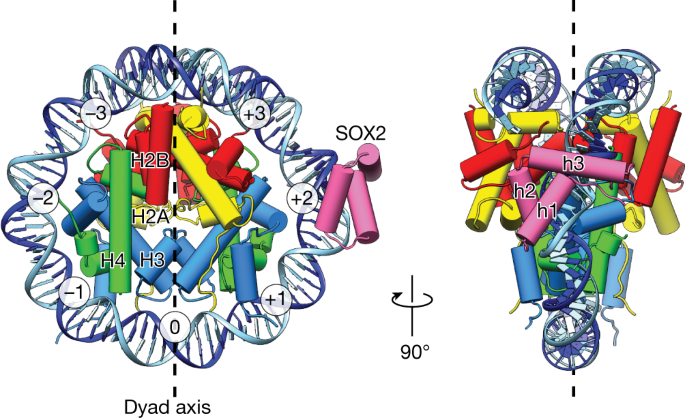 Nucleosome Bound Sox2 And Sox11 Structures Elucidate Pioneer Factor Function Andre Youkhna - uber ctf roblox