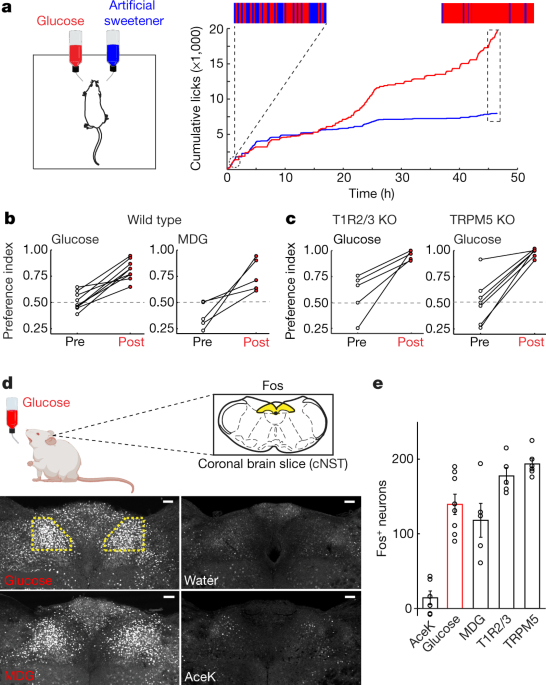 The gut–brain axis mediates sugar preference - Nature.com