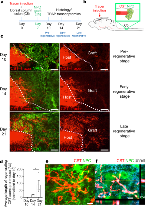 Injured adult neurons regress to an embryonic transcriptional growth state