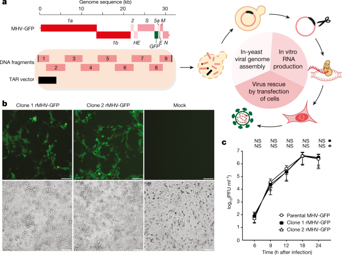 Rapid Reconstruction Of Sars Cov 2 Using A Synthetic Genomics Platform Nature