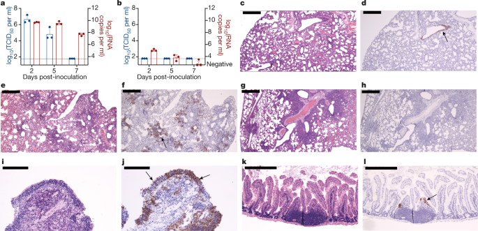 Pathogenesis And Transmission Of Sars Cov 2 In Golden Hamsters Nature