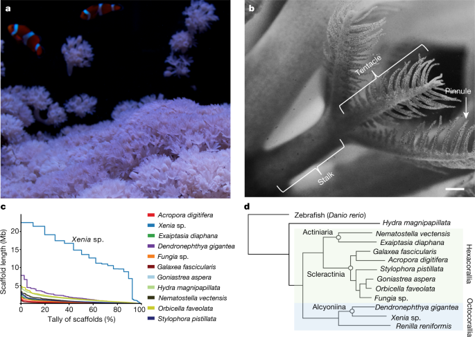Lineage Dynamics Of The Endosymbiotic Cell Type In The Soft Coral Xenia Nature