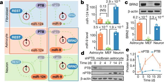 Reversing A Model Of Parkinson S Disease With In Situ Converted Nigral Neurons Nature