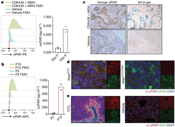 Senolytic Car T Cells Reverse Senescence Associated Pathologies Nature