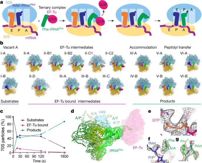 Cryo Em Of Elongating Ribosome With Ef Tu Gtp Elucidates Trna Proofreading Nature