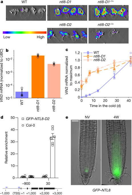 Temperature-dependent growth contributes to long-term cold sensing | Nature