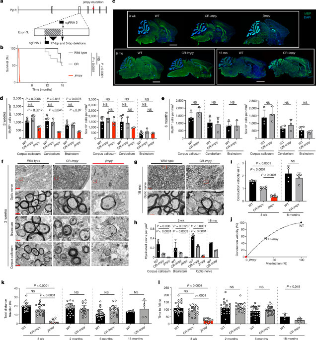 Suppression Of Proteolipid Protein Rescues Pelizaeus Merzbacher Disease Nature